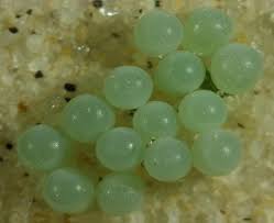 Attēlu rezultāti vaicājumam “Pentatomidae eggs”