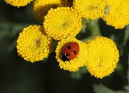 Attēlu rezultāti vaicājumam “Coccinella quinquepunctata”