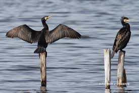 Attēlu rezultāti vaicājumam “Phalacrocorax carbo adult”