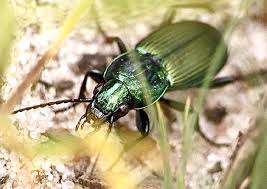 Attēlu rezultāti vaicājumam “Poecilus lepidus”