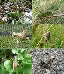Attēlu rezultāti vaicājumam “Decticus verrucivorus nymph”