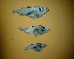 Image result for Euthynnus alletteratus