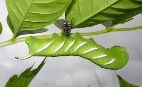 Attēlu rezultāti vaicājumam “Sphinx ligustri”