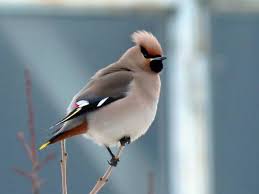 Attēlu rezultāti vaicājumam “Bombycilla garrulus adult”