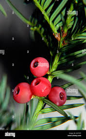 Attēlu rezultāti vaicājumam “Taxus baccata fruit”