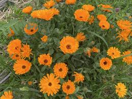 Image result for Calendula officinalis