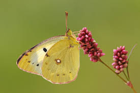 Attēlu rezultāti vaicājumam “Colias croceus underside”