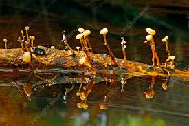 Attēlu rezultāti vaicājumam “Cudoniella clavus”