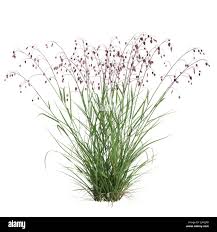 Attēlu rezultāti vaicājumam “Briza media”