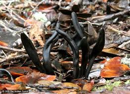 Attēlu rezultāti vaicājumam “Geoglossum sp.”