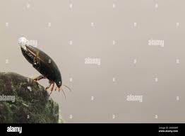 Attēlu rezultāti vaicājumam “Ilybius sp.”