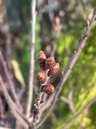 Attēlu rezultāti vaicājumam “Myrica gale bud”