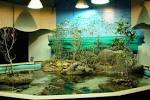 Aquarium Decorating Ideas - Real House Design