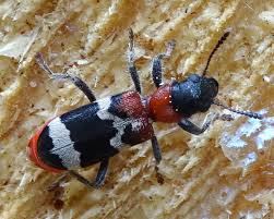 Attēlu rezultāti vaicājumam “Thanasimus formicarius”