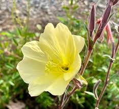 Image result for Oenothera odorata