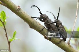 Attēlu rezultāti vaicājumam “Lamia textor”