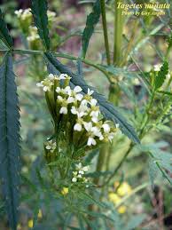Attēlu rezultāti vaicājumam “Tagetes leaf”