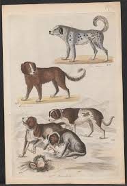 Attēlu rezultāti vaicājumam “Canis lupus familiaris”