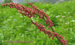 Attēlu rezultāti vaicājumam “Rumex acetosa”