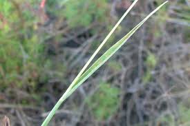 Attēlu rezultāti vaicājumam “Polypogon tentacularius”