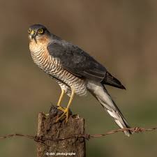 Attēlu rezultāti vaicājumam “Accipiter nisus female”