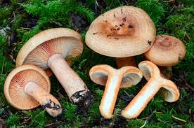 Attēlu rezultāti vaicājumam “Lactarius”