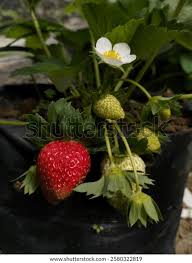 Attēlu rezultāti vaicājumam “Fragaria x ananassa fruit”