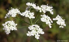 Attēlu rezultāti vaicājumam “Pimpinella saxifraga flower”
