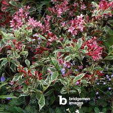 Attēlu rezultāti vaicājumam “Weigela praecox”
