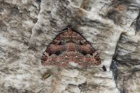 Attēlu rezultāti vaicājumam “Triphosa dubitata”