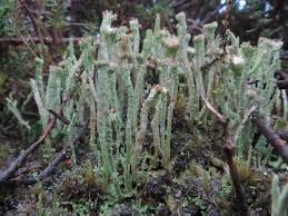 Attēlu rezultāti vaicājumam “Cladonia”