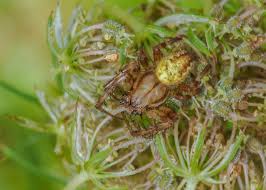 Attēlu rezultāti vaicājumam “Araneus quadratus female”