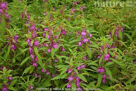 Image result for Impatiens balsamina