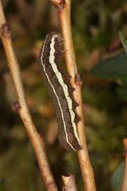 Attēlu rezultāti vaicājumam “Cerastis rubricosa”