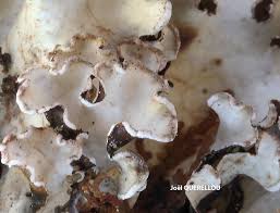 Attēlu rezultāti vaicājumam “Cetrelia olivetorum”