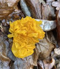 Attēlu rezultāti vaicājumam “Tremella ramalinae”