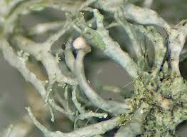 Attēlu rezultāti vaicājumam “Biatoropsis usnearum”