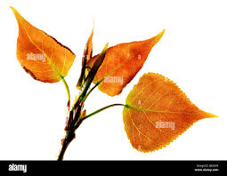 Attēlu rezultāti vaicājumam “Populus x jackii leaf”