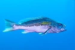 Image result for Epinephelus costae