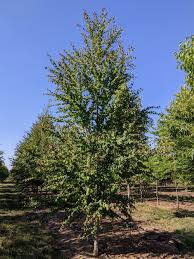 Attēlu rezultāti vaicājumam “Cercidiphyllum japonicum”