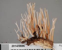 Attēlu rezultāti vaicājumam “Lentaria”