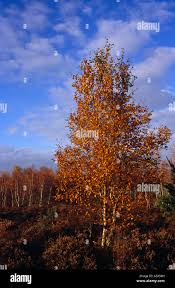 Image result for The Chobham Common Riders Association