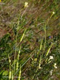 Attēlu rezultāti vaicājumam “Raphanus raphanistrum flower”