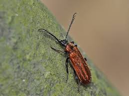 Attēlu rezultāti vaicājumam “Schizotus pectinicornis”
