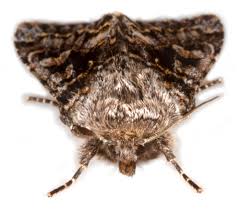 Attēlu rezultāti vaicājumam “Papestra biren”