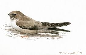 Image result for Ptyonoprogne rupestris