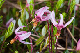 Attēlu rezultāti vaicājumam “Oxycoccus leaf”