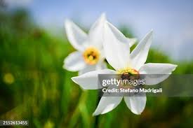 Attēlu rezultāti vaicājumam “Narcissus poeticus”