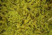 Attēlu rezultāti vaicājumam “Palustriella commutata”