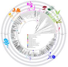 Image result for genome sizes